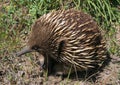 Spiny Anteater in Australia Royalty Free Stock Photo