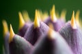 Spiny artichoke (Cynara cardunculus) flower head in bud