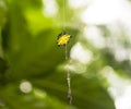 Spiny Backed Orb Weaver Spider