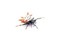 Spiny backed orb weaver spider - Gasteracantha cancriformis - aka crab or kite spider crawling right leg extended view isolated on Royalty Free Stock Photo