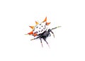 Spiny backed orb weaver spider - Gasteracantha cancriformis - aka crab or kite spider crawling right view isolated on white Royalty Free Stock Photo