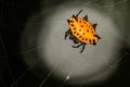 Spiny Backed Orb Weaver Spider