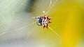 Spiny backed orb weaver spider in a web