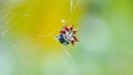 Spiny backed orb weaver spider in a web