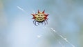 Spiny backed orb weaver spider in a web