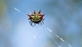 Spiny backed orb weaver spider in a web