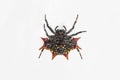 Spiny-backed Orbweaver Spider