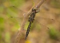 Spiny Baskettail Dragonfly