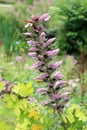 Acanthus spinosus Royalty Free Stock Photo