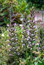 Spiny bear`s-breeches plant blossoms