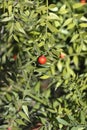 Spiny butchers broom