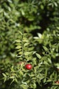 Spiny butchers broom