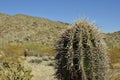 Spiny Cactus Royalty Free Stock Photo