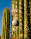 Spiny cactus Royalty Free Stock Photo