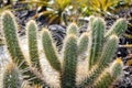 Spiny cactus from the arid agreste region of northeastern Brazil Royalty Free Stock Photo