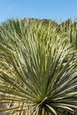 Spiny cactus against blue skies