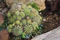 A spiny cactus plant in a garden Royalty Free Stock Photo