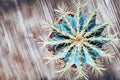 Spiny cactus on wooden background, top view. Blue-green cactus with yellow long needles. Flat lay. Close-up, copy space. Royalty Free Stock Photo