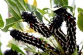 Spiny Caterpillars Royalty Free Stock Photo
