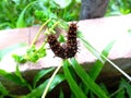 Spiny caterpillars that can irritate human skin