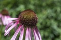 The spiny center of a wilting purple coneflower