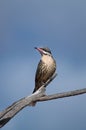 Spiny-cheeked Honeyeater Royalty Free Stock Photo