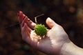 Spiny chestnut in girl's tender hand