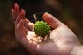 Spiny chestnut in girl's tender hand Royalty Free Stock Photo