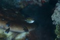 Juvenile Spiny Chromis Acanthochromis polyacanthus