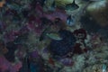 Juvenile Spiny Chromis Acanthochromis polyacanthus