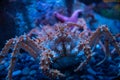 Spiny Crab Royalty Free Stock Photo
