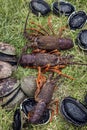 Spiny crayfish (lobster) and paua (abalone)