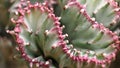 Spiny Crested-Euphorbia Cactus