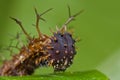 A spiny, dark brown caterpillar