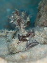 Spiny devilfish, Inimicus didactylus. North Sulawesi, Indonesia Royalty Free Stock Photo