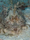 Spiny devilfish, Inimicus didactylus. North Sulawesi, Indonesia Royalty Free Stock Photo