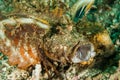 Spiny devilfish scorpionfish in Ambon, Maluku, Indonesia underwater photo Royalty Free Stock Photo