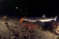Spiny Dogfish Royalty Free Stock Photo