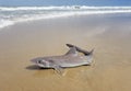 A spiny dogfish shark on the beach being caught and released in the water Royalty Free Stock Photo