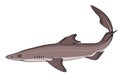 Spiny Dogfish (Spurdog). Squalus. Royalty Free Stock Photo