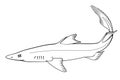 Spiny Dogfish (Spurdog). Vector clipart.