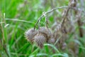 Spiny dry weed.