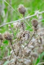 Spiny dry weed.