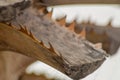 Spiny edges of palm tree leaves close-up. The concept that a certain structure of natural plants is determined by the conditions