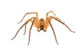 Spiny false wolf spider isolated on white background, Zoropsis spinimana Royalty Free Stock Photo