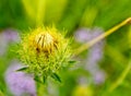 The spiny flower