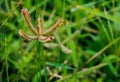 Spiny flower