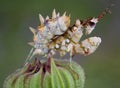 Spiny flower mantis 7