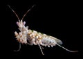 Spiny Flower Mantis on black