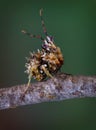 Spiny Flower Mantis